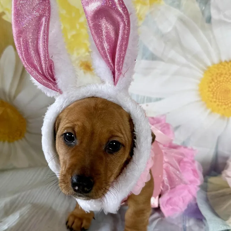 Sunnybunny thumbnail 3