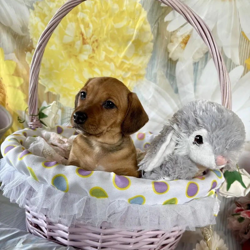 Sunnybunny thumbnail 4