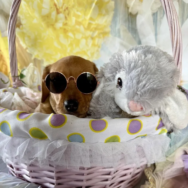 Sunnybunny thumbnail 5