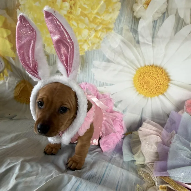 Sunnybunny thumbnail 6