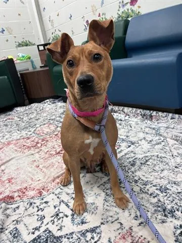 A young medium-sized female American Staffordshire Terrier dog named Sugar for adoption in Dayton, OH