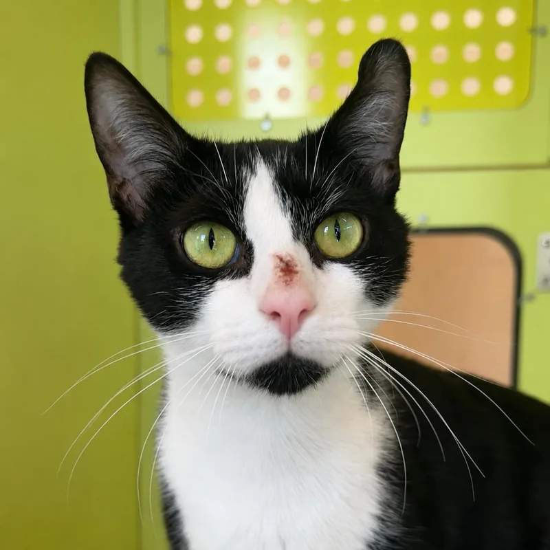 An adult medium-sized female Black & White / Tuxedo Domestic Short Hair cat named Sookie for adoption in Pontiac, MI