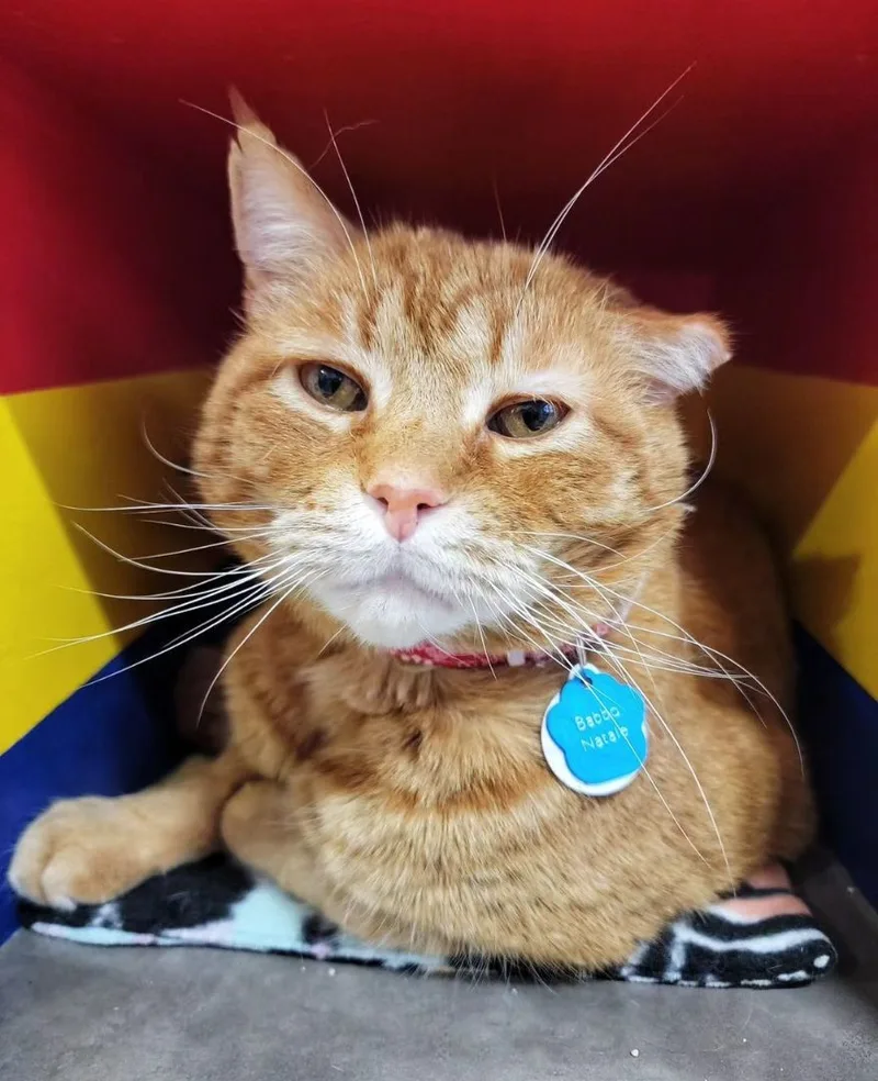 An adult large-sized male Orange / Red Domestic Short Hair cat named Babbo Natale  Purrmanent for adoption in Grand Rapids, MI