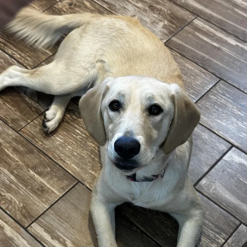 An adult medium-sized female Yellow / Tan / Blond / Fawn Labrador Retriever dog named Sissy for adoption in Benton City, WA