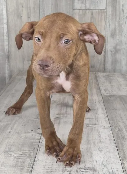 An adult small-sized female Mixed Breed dog named Divine for adoption in Shreveport, LA