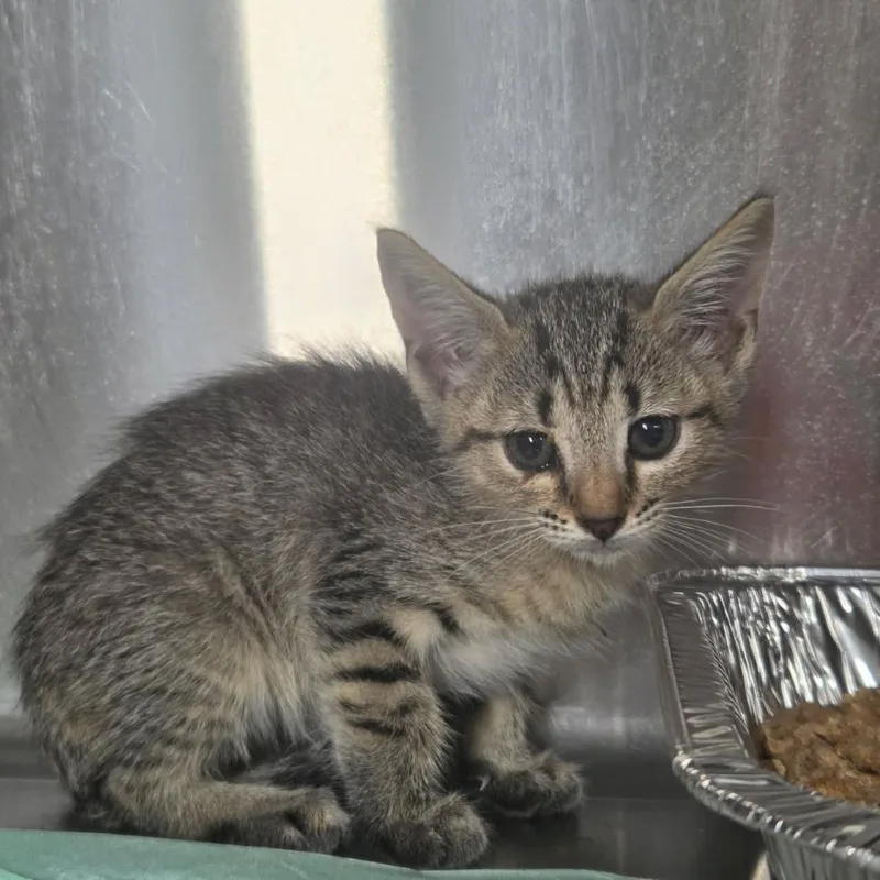 A baby small-sized male Gray / Blue / Silver Domestic Short Hair cat named Milkdud for adoption in Pauls Valley, OK