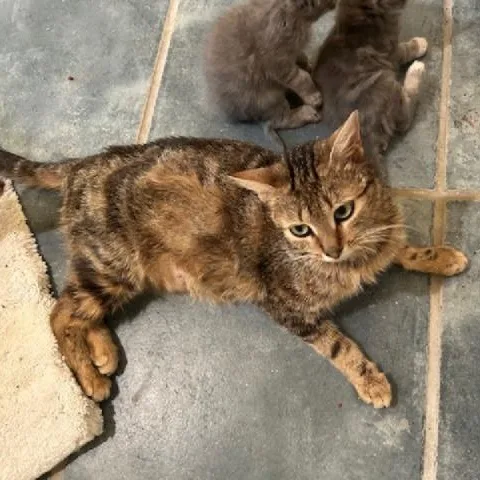 Queen Anne thumbnail 2