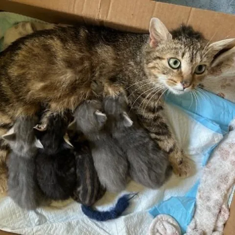 Queen Anne thumbnail 3