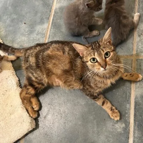 A young medium-sized female Tabby (Brown / Chocolate) Domestic Short Hair cat named Queen Anne for adoption in Richmond, VA