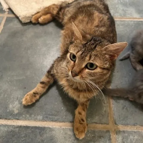 Queen Anne thumbnail 4