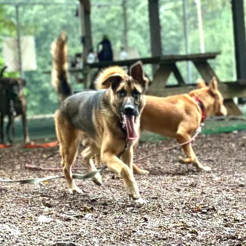 An adult large-sized male Yellow / Tan / Blond / Fawn German Shepherd Dog dog named Chaz for adoption in Alexandria, VA