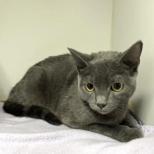 A young medium-sized female Gray / Blue / Silver Domestic Short Hair cat named Sienna for adoption in Long Beach, CA