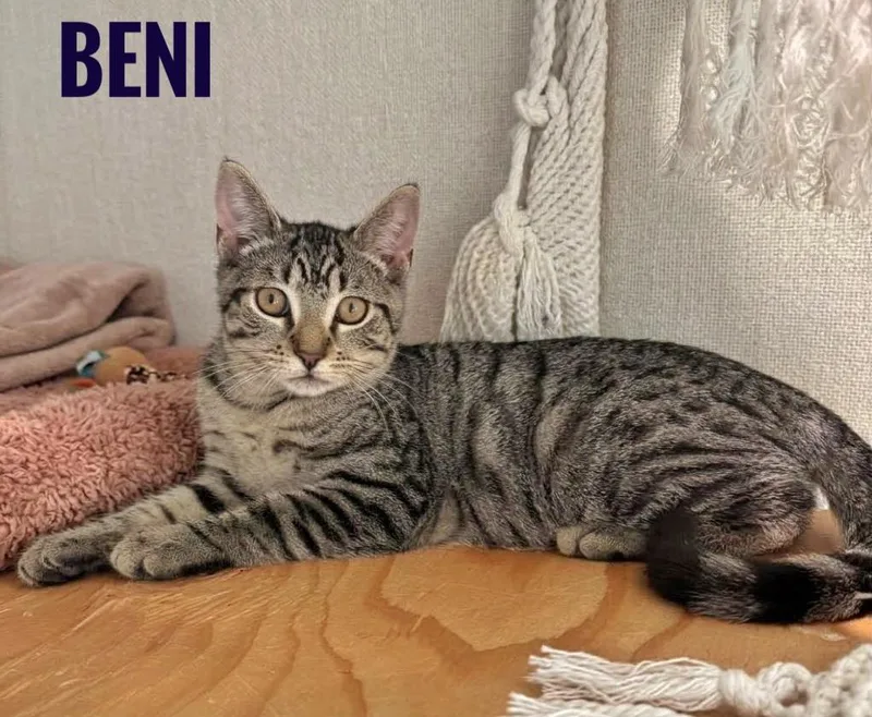 A baby medium-sized female Domestic Short Hair cat named Brynn for adoption in Succasunna, NJ