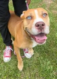 An adult large-sized female Pit Bull Terrier dog named Princess for adoption in Savannah, GA