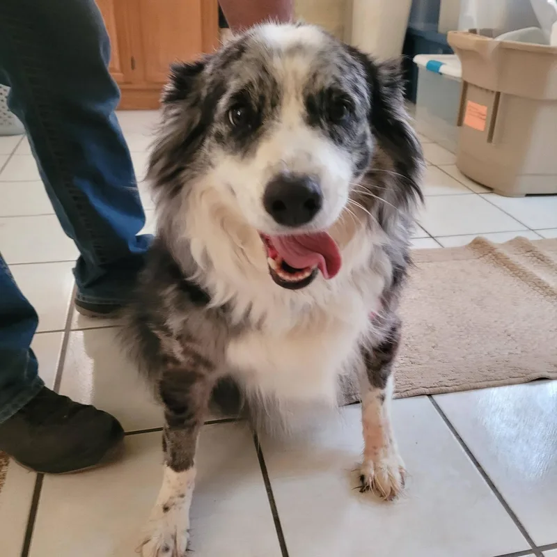 A senior medium-sized female Merle (Blue) Australian Shepherd dog named Patches for adoption in Washington, PA