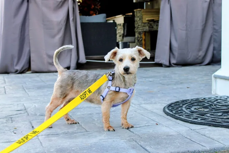 An adult small-sized female Yorkshire Terrier dog named Loola for adoption in Norfolk, VA