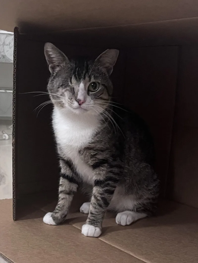 A young medium-sized male Domestic Short Hair cat named Luffy The Friendly Pirate for adoption in North Haven, CT