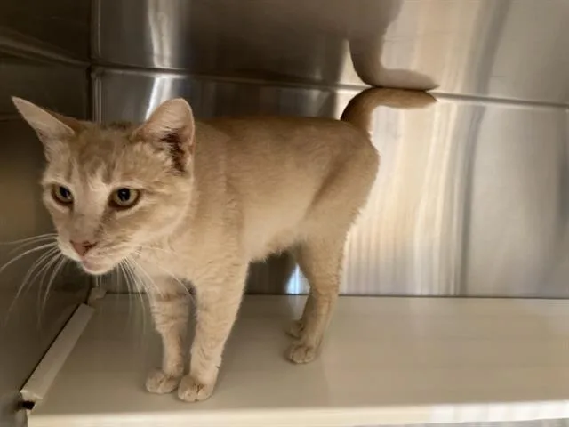 A young small-sized female Domestic Short Hair cat named Hope for adoption in Tustin, CA