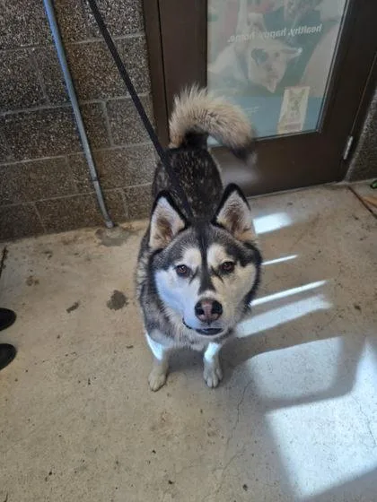 An adult large-sized female Husky dog named Reign for adoption in Eugene, OR