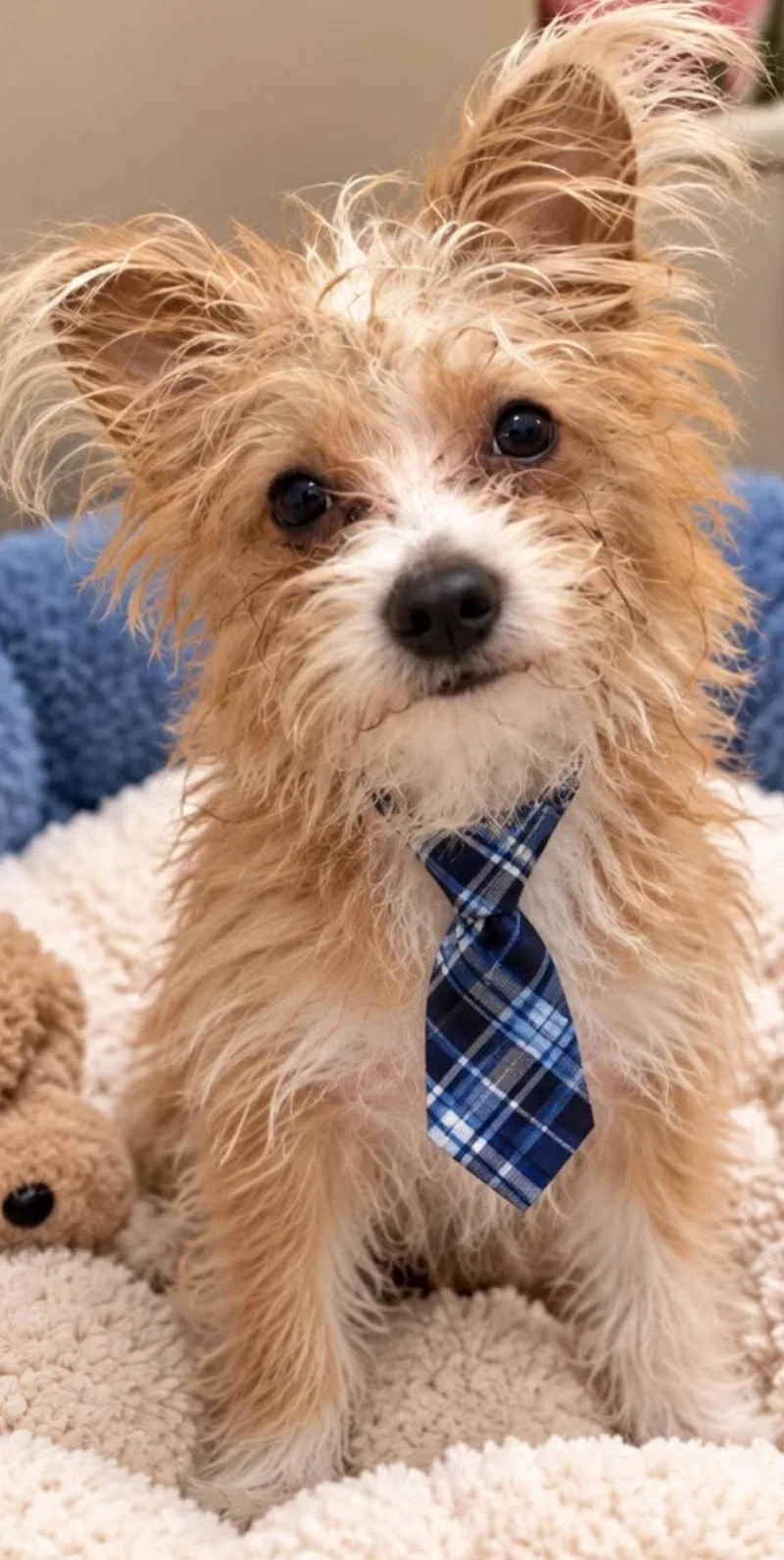 A baby small-sized male Maltese dog named Victor for adoption in Margate, FL