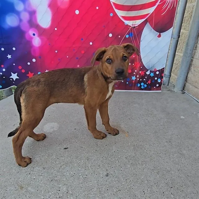A baby small-sized female Rottweiler dog named Sarafina for adoption in Wylie, TX