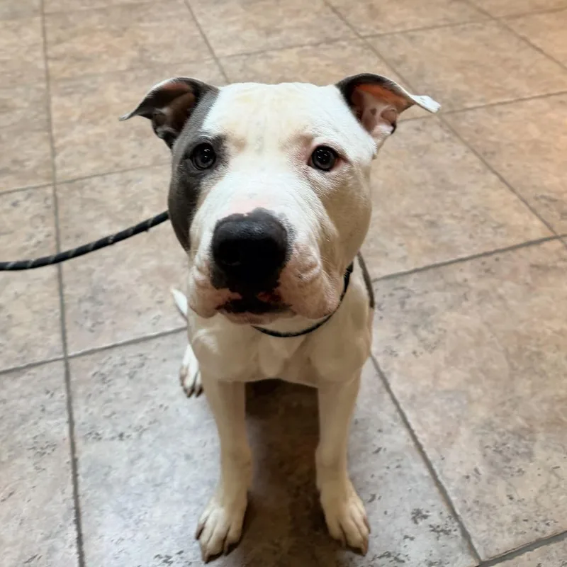 An adult medium-sized male Staffordshire Bull Terrier dog named "Kevin" for adoption in Perkiomenville, PA