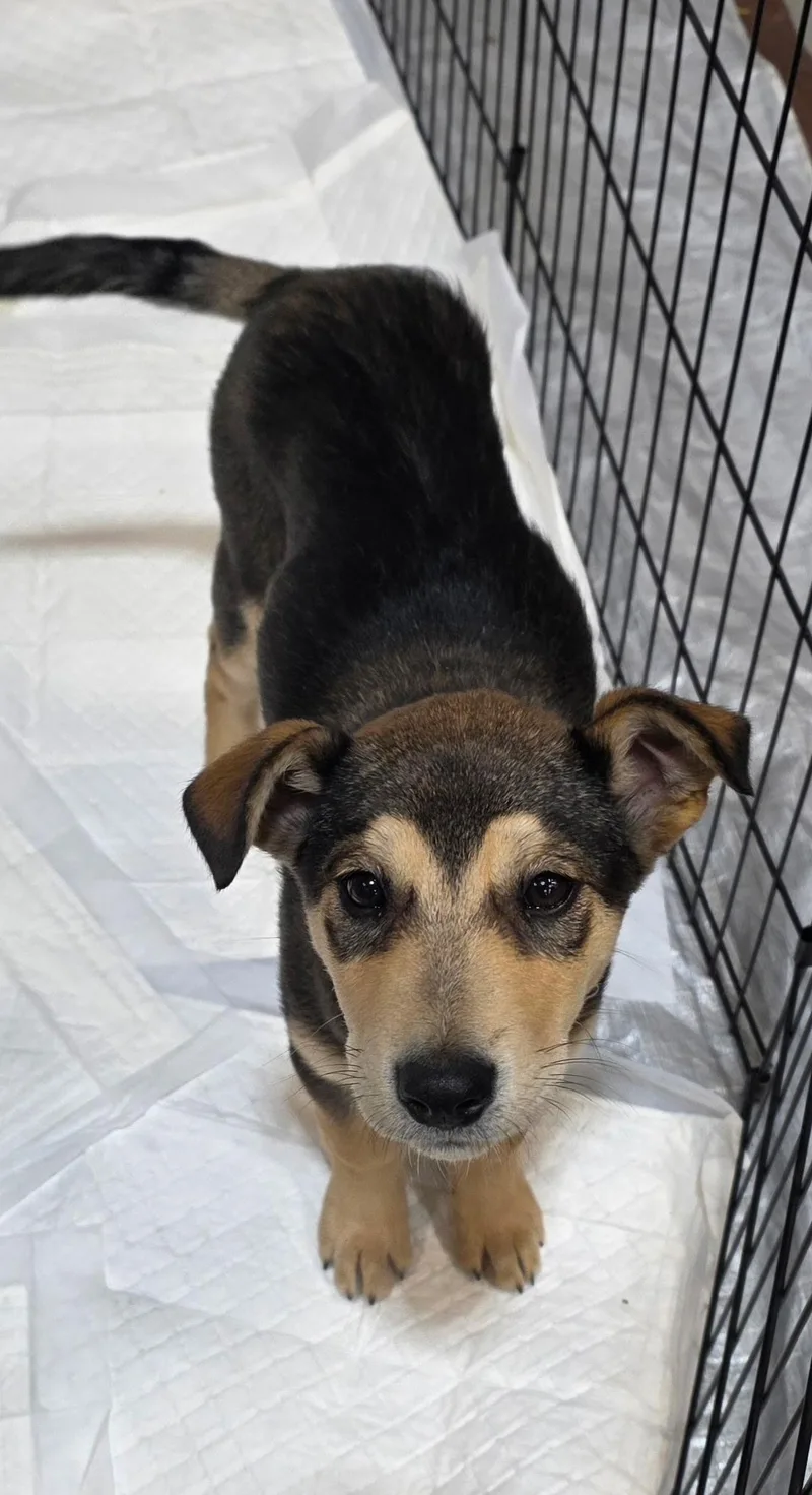 A baby small-sized female Husky dog named June for adoption in Wasilla, AK