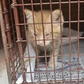 A baby small-sized male Orange / Red Domestic Short Hair cat named Xtra Hot Cheeto for adoption in Austin, TX