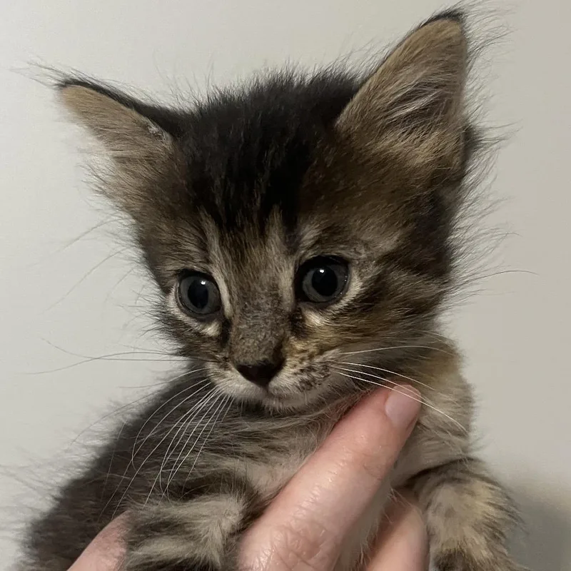 A baby small-sized female Torbie Domestic Short Hair cat named Paddle for adoption in Brownsboro, AL