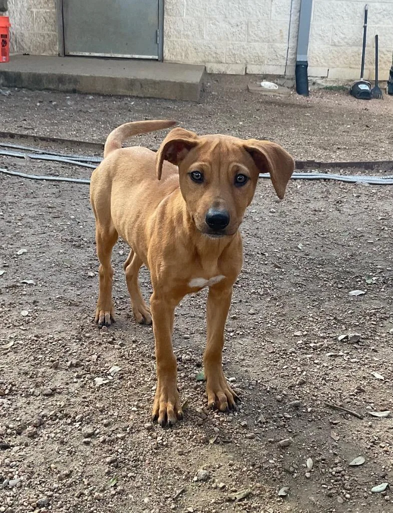 A baby small-sized female Hound dog named Yumi for adoption in Missouri City, TX
