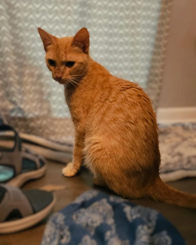 A young medium-sized female Orange & White Domestic Medium Hair cat named Pumpkin for adoption in Blairsville, GA