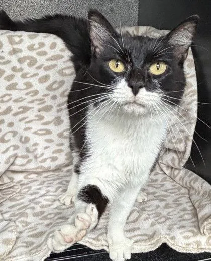 An adult small-sized female Black & White / Tuxedo Domestic Short Hair cat named 7093 (Biscutis) for adoption in Lake City, MI
