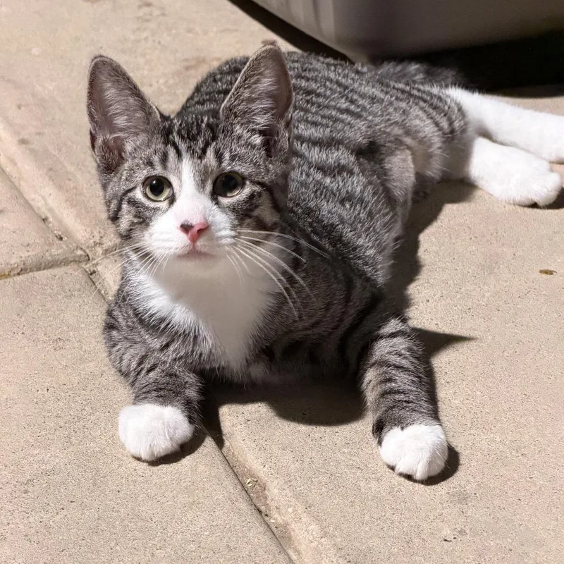 A baby small-sized female Brown / Chocolate Domestic Short Hair cat named Detective Irene Daniels for adoption in Mount Laurel, NJ