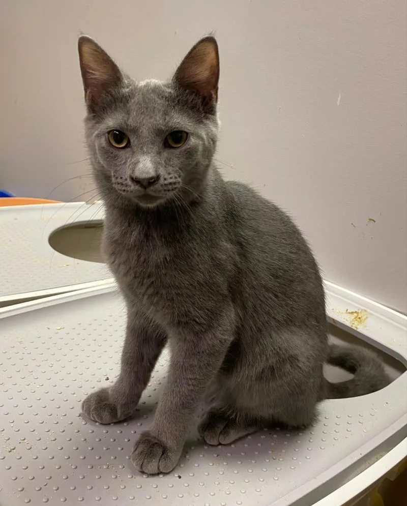 Titanium thumbnail 3