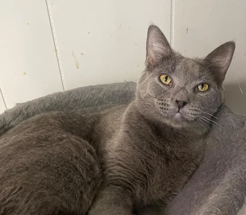 Titanium thumbnail 4