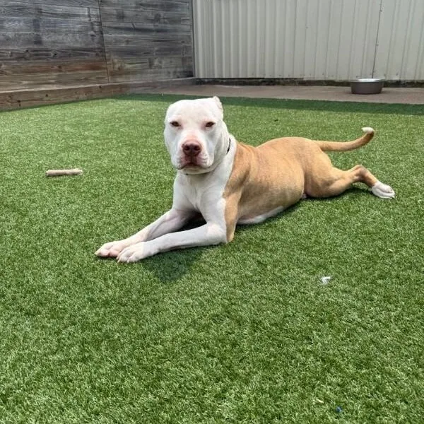 A young medium-sized male White / Cream American Staffordshire Terrier dog named Daniel Tiger for adoption in Houston, TX