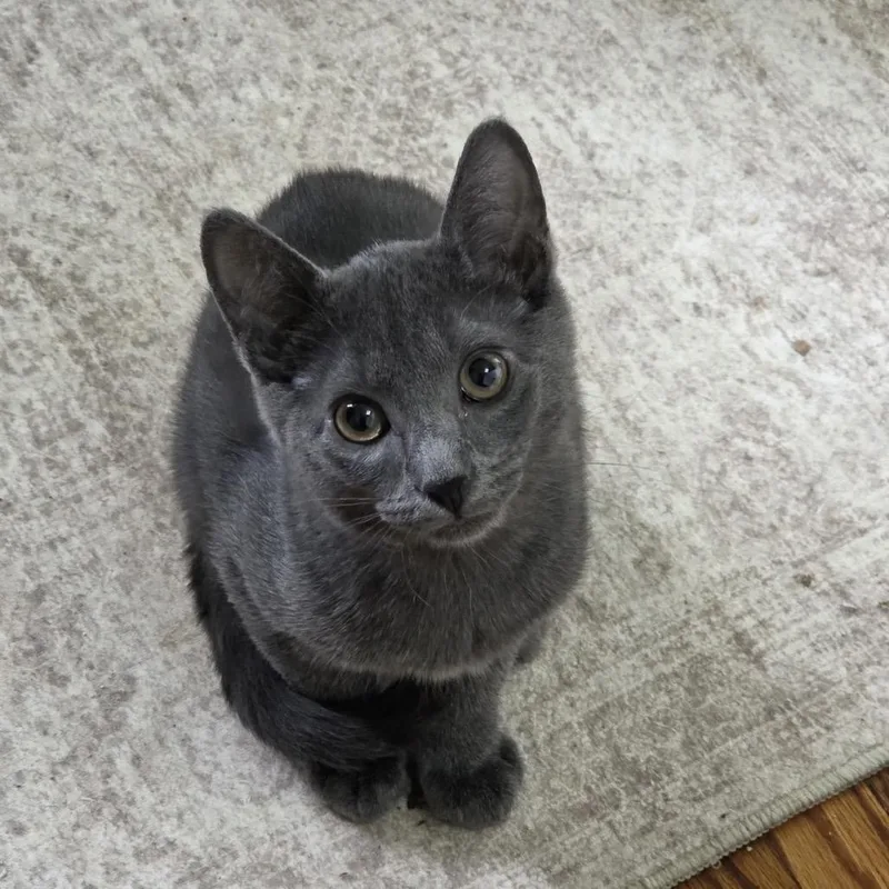 A baby small-sized male Gray / Blue / Silver Domestic Short Hair cat named Ezra for adoption in Hamburg, NY