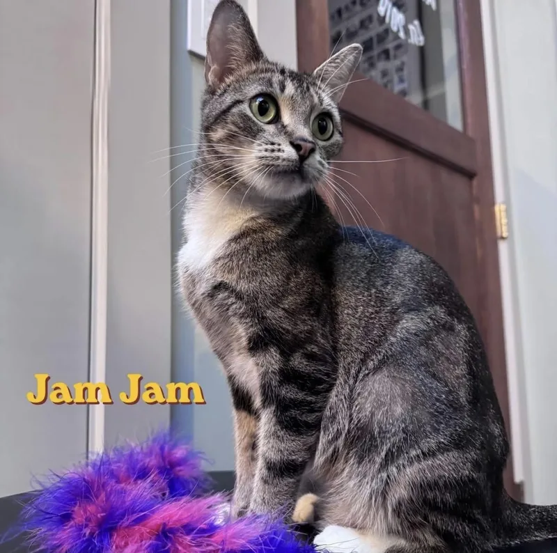 An adult medium-sized female Tabby (Brown / Chocolate) Domestic Short Hair cat named Jam Jam for adoption in Santa Rosa, CA
