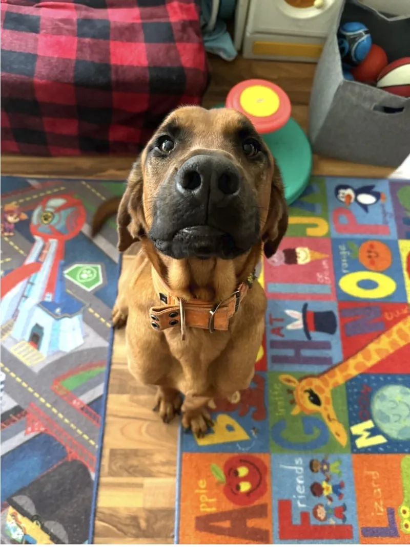 An adult large-sized male Redbone Coonhound dog named Barkley for adoption in Oswego, IL