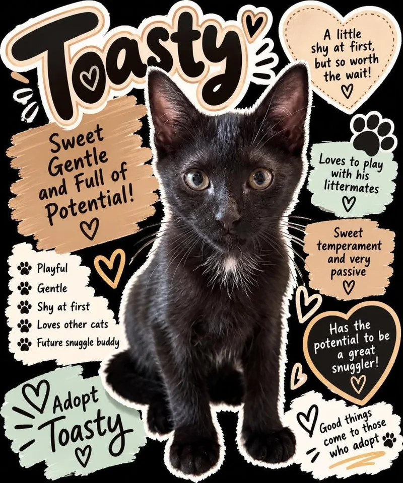 A baby small-sized male Domestic Short Hair cat named Toasty for adoption in Augusta, GA
