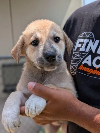 An adult small-sized female Labrador Retriever dog named Mochi for adoption in Mansfield, TX
