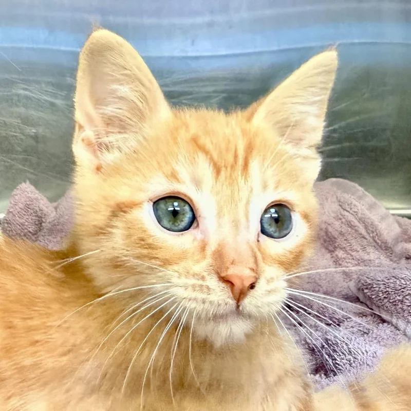 A baby small-sized male Orange / Red Domestic Short Hair cat named Orpheus for adoption in Palm Springs, CA