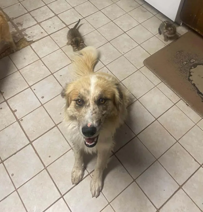 An adult medium-sized female Apricot / Beige Collie dog named Piper for adoption in Uxbridge, MA
