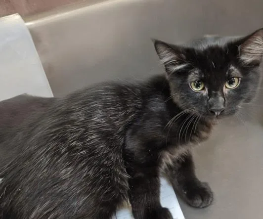 A young medium-sized male Domestic Long Hair cat named Bagheera for adoption in Los Angeles, CA