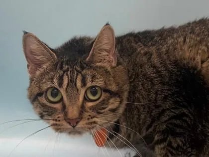 An adult small-sized female Domestic Short Hair cat named Loki for adoption in Golden Valley, MN