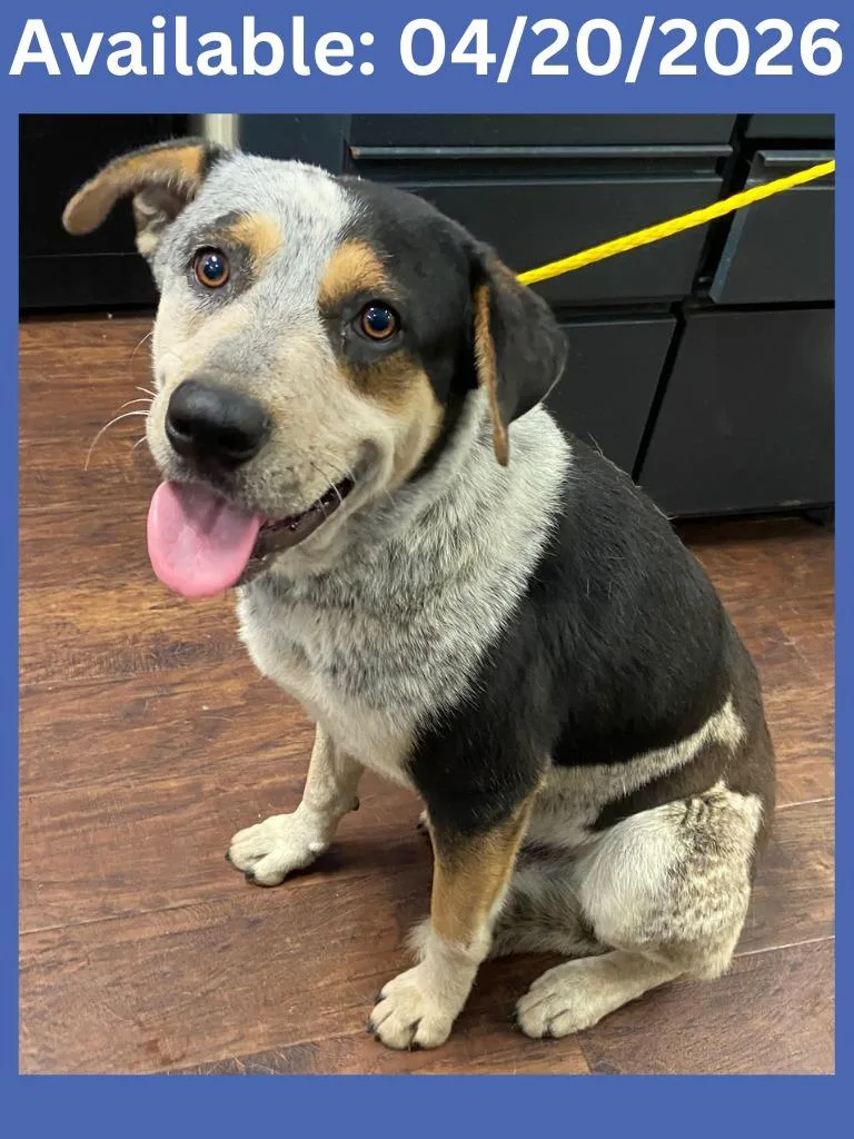 An adult medium-sized male Cattle Dog dog named Dog Kennel for adoption in Greenville, TX