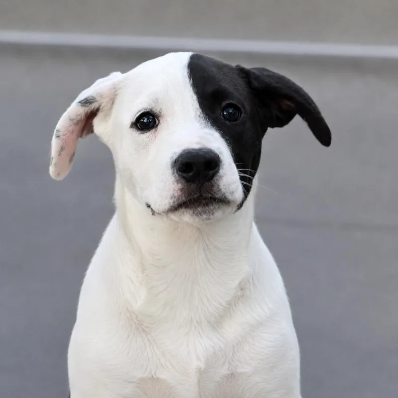 A baby extra large-sized female Labrador Retriever dog named Domino for adoption in North Syracuse, NY