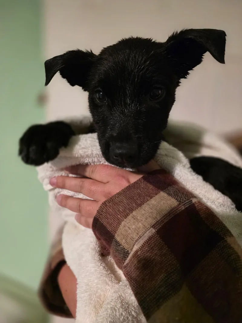 A baby small-sized male Husky dog named Colby for adoption in Cottonwood Heights, UT