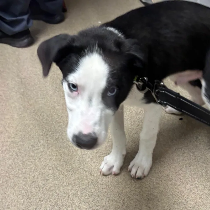A baby small-sized male Black Mixed Breed dog named Pepe for adoption in Brookfield, WI