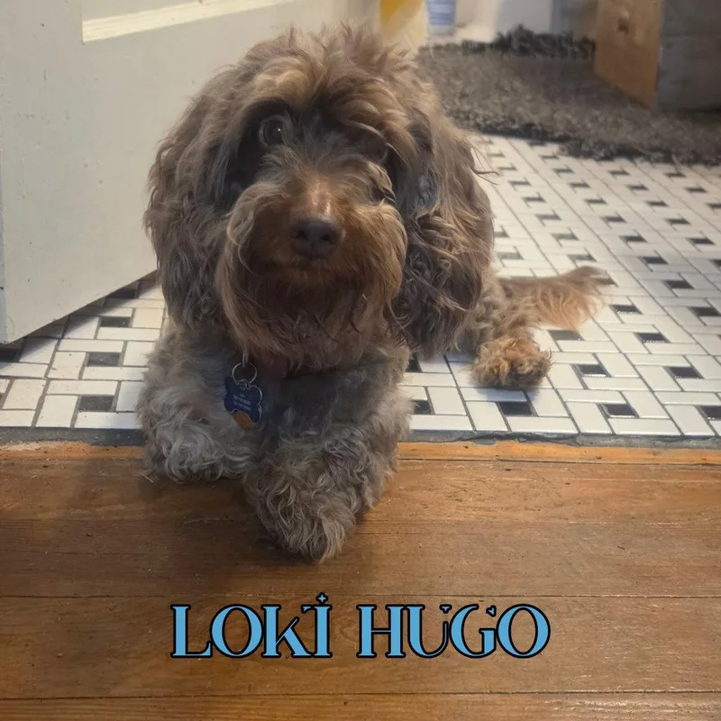 Loki Hugo thumbnail 2